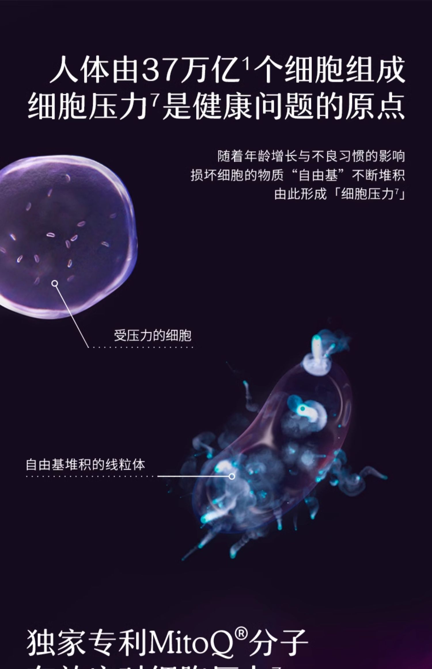 产品详情